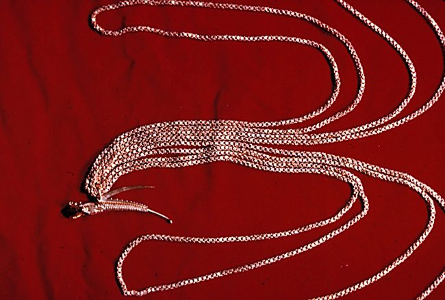 $50,000 dollars for 5 minutes work! The "Dragon Necklace" 11 ft 4 1/2 inches of finely wrought gold chain, made up of 2,176 flower shaped links weighing nearly half a pound.
